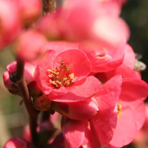 Primer Plano Cydonia Chaenomeles Japonica Arbusto Conl Flores Rosadas Membrillo —  Fotos de Stock