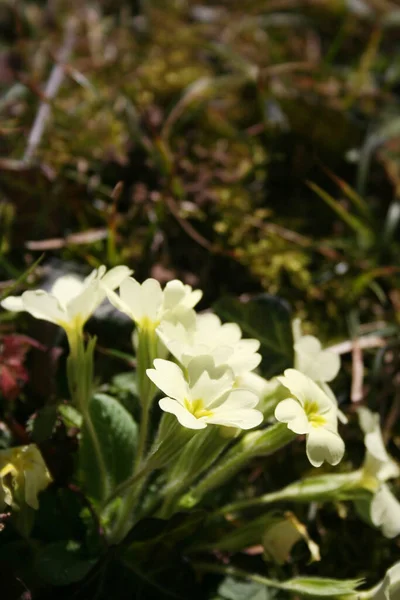 Yellow Primrose Flowers Sunlight Garden Primula Vulgaris — Stock Photo, Image