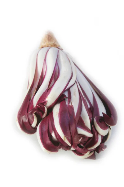 Radicchio Tardivo Italiaanse Rode Cichorei Geïsoleerd Witte Achtergrond Italiaanse Rode — Stockfoto