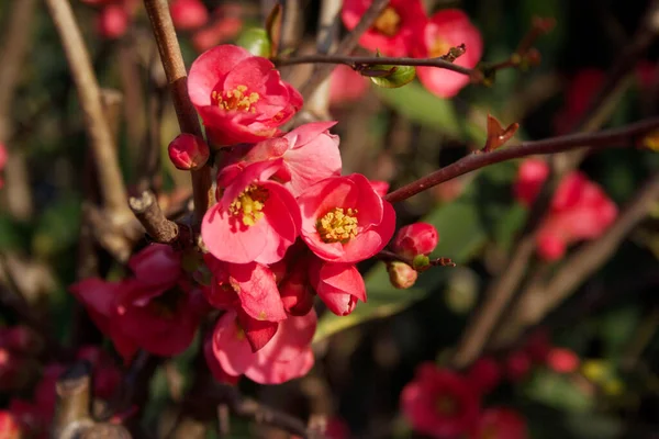 CydoniaまたはChaenomeles Japonicaブッシュのクローズアップはピンク色の花を咲かせます 太陽の下で咲く日本の王子様 — ストック写真