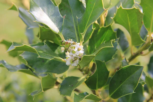 春の晴れた日にIlex Aquifoliumブッシュ 庭の枝に小さな白い花を咲かせるホリーの木 — ストック写真