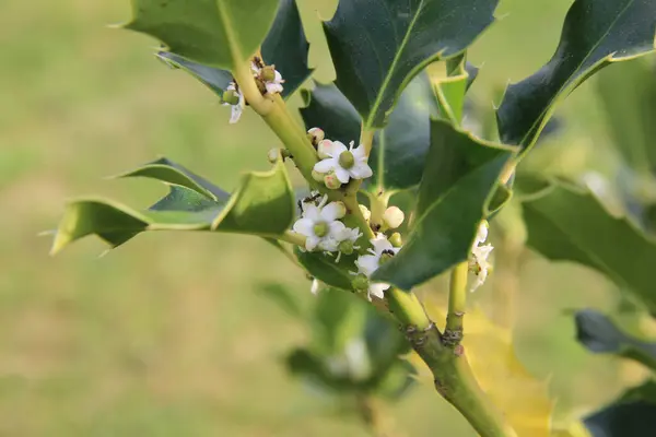 Krzew Akwilii Ilex Słoneczny Dzień Wiosny Holly Drzewo Rozkwicie Małych — Zdjęcie stockowe