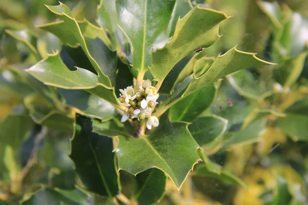 春の晴れた日にIlex Aquifoliumブッシュ 庭の枝に小さな白い花を咲かせるホリーの木 — ストック写真