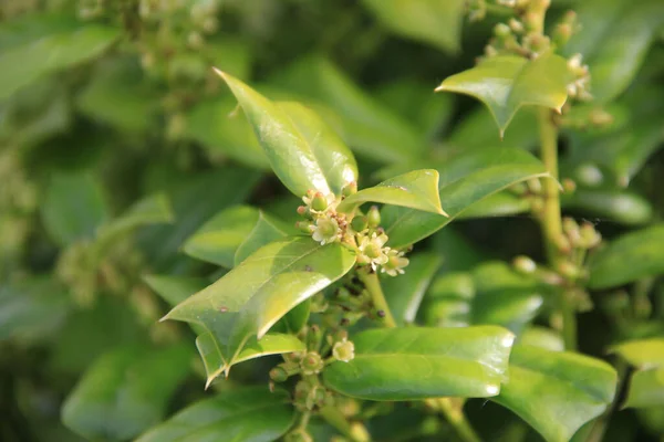 春の晴れた日にIlex Cornutaブッシュ 庭の枝に小さな黄色の花を咲かせるホリーの木 — ストック写真