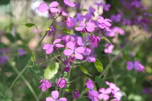 Pink Loropetalum Japonica Květiny Zahradě Slunečného Dne Křoví Loropetalu Květu — Stock fotografie