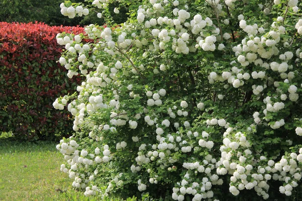 Rosa Loropetalum Japonica Blommar Trädgården Solig Dag Loropetalum Buske Blom — Stockfoto