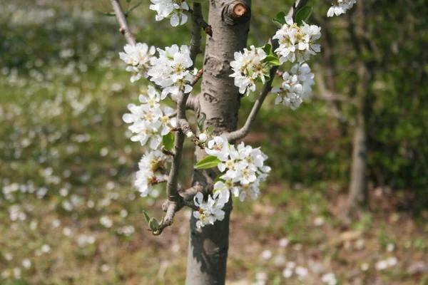 Розовый Loropetalum Japonica Цветы Саду Солнечный День Весной Расцветает Лоропеталум — стоковое фото