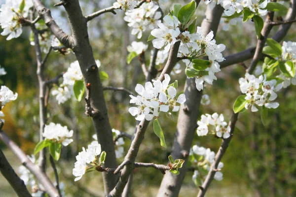 Розовый Loropetalum Japonica Цветы Саду Солнечный День Весной Расцветает Лоропеталум — стоковое фото