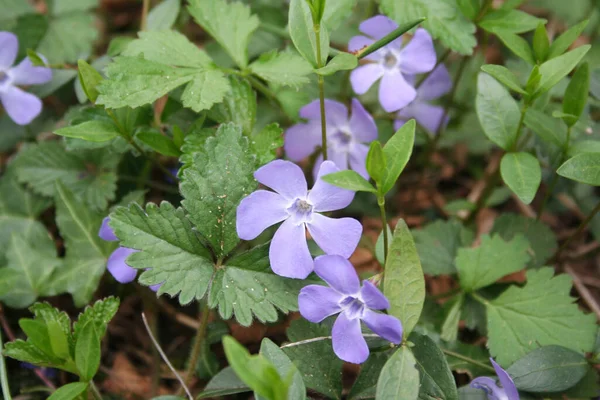 Blue Periwinkle Flowers Springtime Vinca Minor Plant Stock Picture