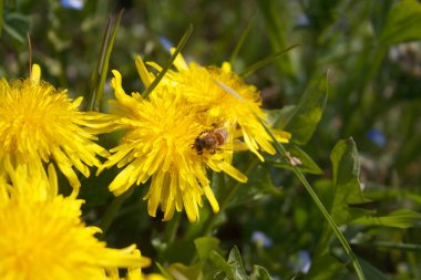 Taraxacum officinalis çiçekleri üzerinde Apis mellifera. Baharda sarı karahindiba çiçeklerinde bal arısı.