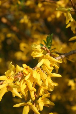 Baharda güneşli bir günde bahçesinde bir sürü sarı çiçekli çalı.