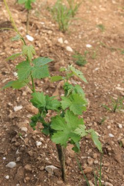 Güneşli bir günde tarlada yetişen taze sarmaşık bitkileri. Vitis vinifera ekimi