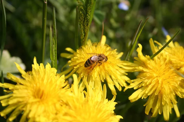 Apis Mellifera Sobre Flores Taraxacum Officinalis Abeja Miel Amarillo Flores — Foto de Stock