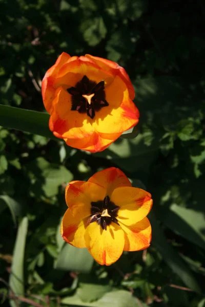Fleurs Tulipes Fleurs Dans Jardin Printemps Usine Tulipes — Photo