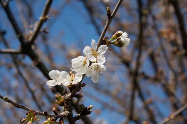 青い空に背を向けて春に枝に白い花を持つ桜の木 プルヌス アヴィウムの木 — ストック写真