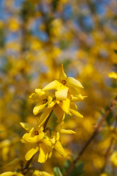 Forsythia Buisson Avec Nombreuses Fleurs Jaunes Par Une Journée Ensoleillée — Photo