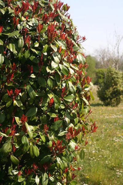 Red Robin Photinia Hedge Many New Red Leaves Springtime Sunny — Stock Photo, Image