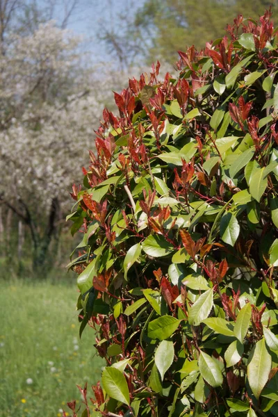Red Robin Photinia Sebe Com Muitas Folhas Vermelhas Novas Primavera — Fotografia de Stock