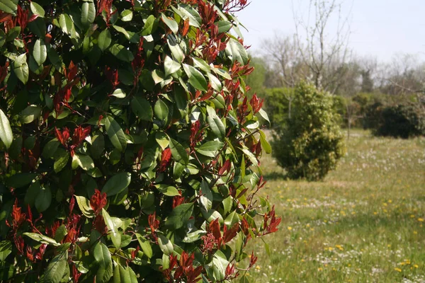 Czerwony Robin Photinia Żywopłot Wielu Nowych Czerwonych Liści Wiosnę Słoneczny — Zdjęcie stockowe