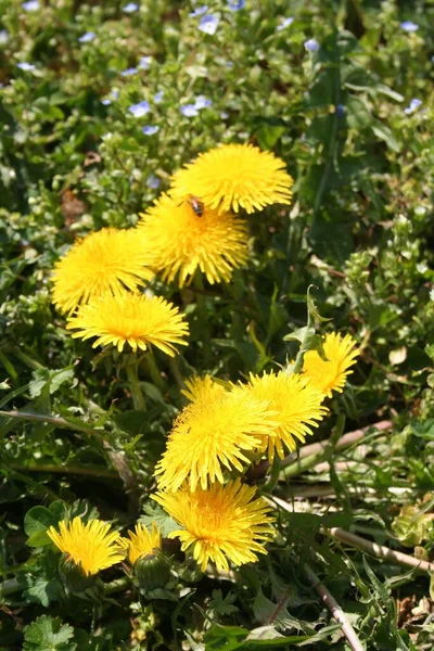 Maskros Växt Med Många Gula Blommor Ängen Taraxacum Officinalis Solig — Stockfoto