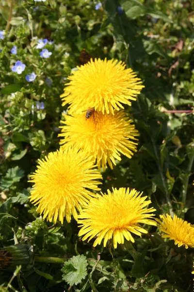 Maskros Växt Med Många Gula Blommor Ängen Taraxacum Officinalis Solig — Stockfoto