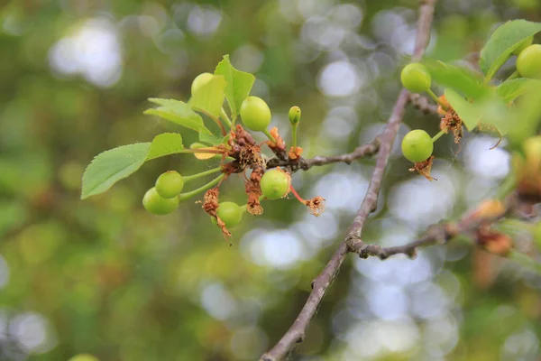 Zielone Niedojrzałe Owoce Wiśni Rosnące Gałęzi Wiosną Drzewo Prunus Cerasus — Zdjęcie stockowe