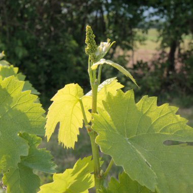 Güneşli bir günde İtalya 'nın kuzey kırsalındaki üzüm bağında yetişen asma bitkilerinin yakın çekimi. Vitis vinifera ekimi