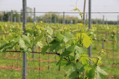 Güneşli bir günde İtalya 'nın kuzeyindeki üzüm bağında üzüm bağları yetişiyor. Vitis vinifera ekimi