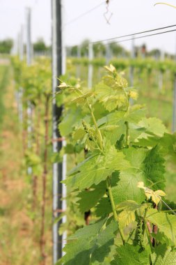 Güneşli bir günde tarlada yetişen taze sarmaşık bitkileri. Vitis vinifera ekimi