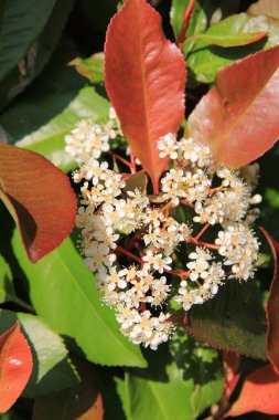 Photinia beyaz çiçekleri baharda güneşli bir günde dalda. Fotinia x fraseri çalısı bahçede çiçek açıyor