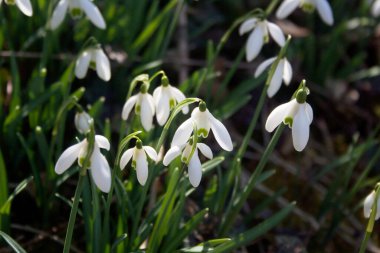 Güneşli bir kış gününde bir demet kartanesi çiçeği. Bahçede Galanthus Nivalis çiçekleri