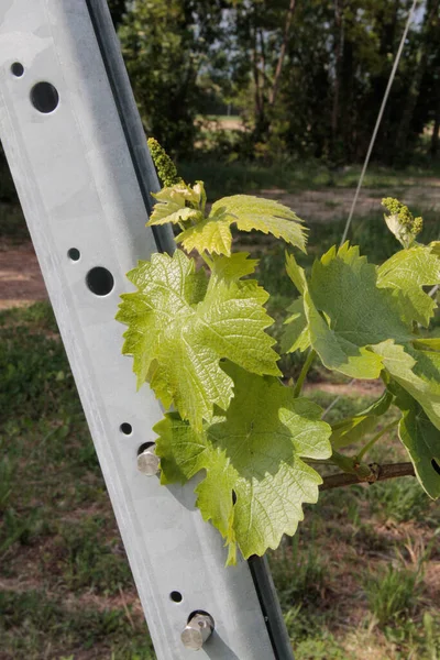 Primer Plano Las Plantas Vid Que Crecen Viñedo Campiña Del — Foto de Stock