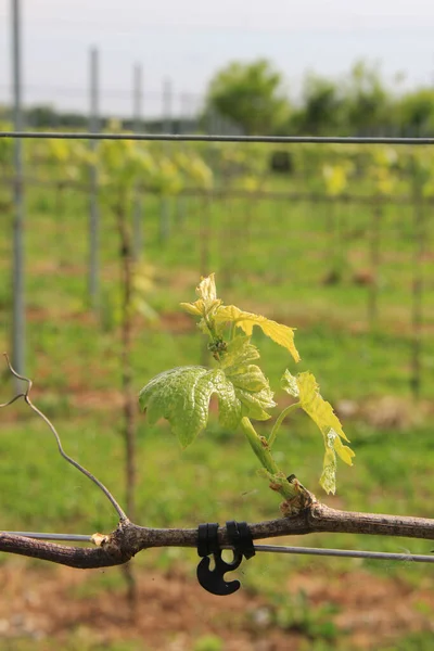 Plantas Vid Creciendo Viñedo Campiña Del Norte Italia Día Soleado — Foto de Stock