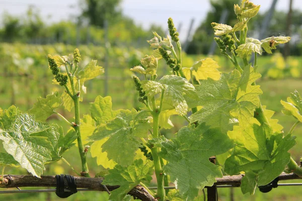 Jóvenes Plantas Vid Frescas Que Crecen Campo Día Soleado Vitis — Foto de Stock