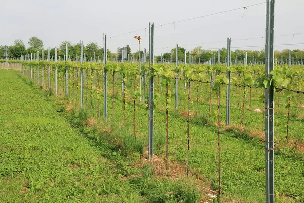 Plantas Videira Crescendo Vinha Zona Rural Norte Itália Dia Ensolarado — Fotografia de Stock