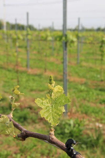 Vine Plants Growing Vineyard Northern Italy Countryside Sunny Day Vitis — Stock Photo, Image