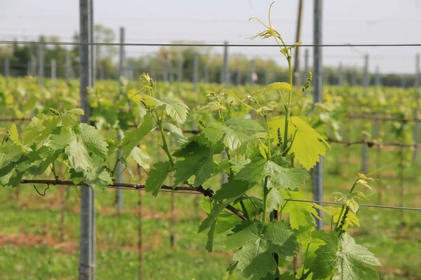 Rośliny Winorośli Rosnące Winnicy Północnej Części Włoch Słoneczny Dzień Uprawa — Zdjęcie stockowe