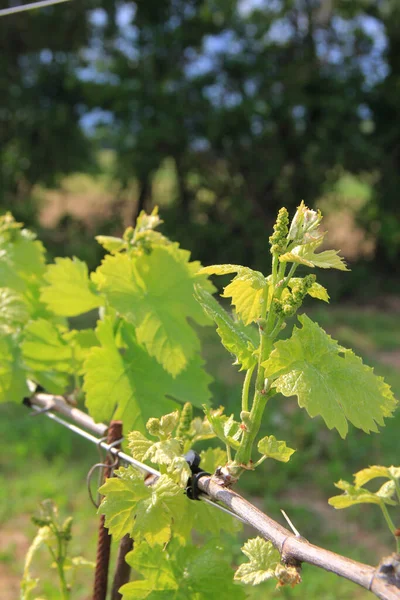 Close Vine Plants Growing Vineyard Northern Italy Countryside Sunny Day — Stock Photo, Image