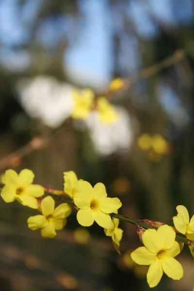 Közelkép Virágzó Jasminum Nudiflorum Bokorról Téli Jázminbokor Sárga Virágokkal Téli — Stock Fotó