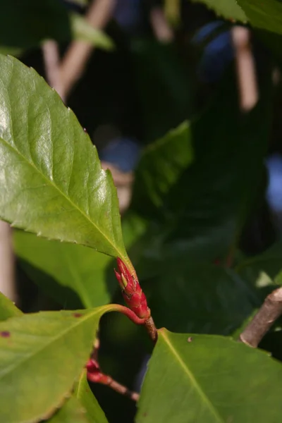 枝に新しい赤い葉が成長している赤いロビン フォティニアの茂み 冬の季節に庭のPhotinia Fraseri — ストック写真