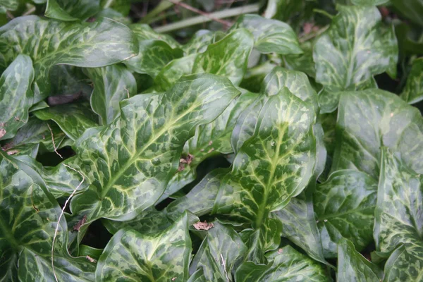 Gigaro Planta Con Hojas Verdes Abigarradas Jardín Arum Italicum Planta —  Fotos de Stock