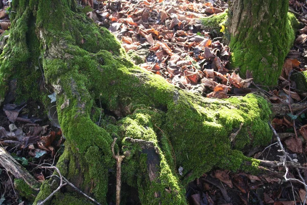 Viejo Árbol Bosque Cubierto Musgo Verde Día Soleado —  Fotos de Stock