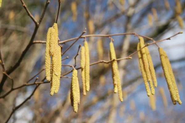 Gul Hane Blommor Vanlig Hassel Träd Mot Blå Himmel Solig — Stockfoto