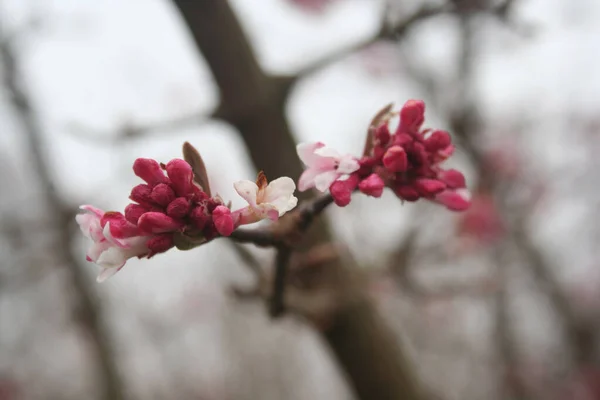 庭の枝にドーンビブルナムピンクの花 冬に花を咲かせるボデナントテンブシ — ストック写真