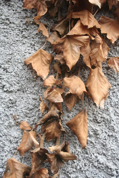 Hiedra Común Seca Muerta Una Pared Vieja Hedera Helix —  Fotos de Stock