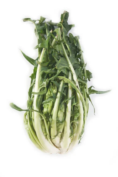 Chicória Catalunha Chamada Puntarelle Itália Isolada Sobre Fundo Branco Vegetal — Fotografia de Stock