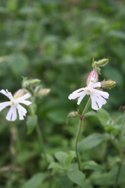 Beyaz Campion 'un beyaz çiçekleri ya da çayırdaki bitkinin üzerindeki Silene latifolia. Yaban çiçeği arka planı