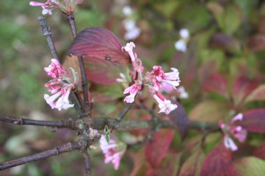 Bahçesinde pembe çiçekler olan Dawn Viburnum 'un bir dalı. V. Bodnantense kış mevsiminde