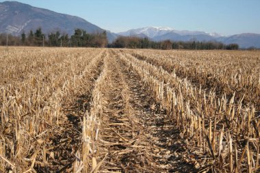 Kış mevsiminde güneşli bir günde mısır tarlası hasat ettim. Kuzey İtalya 'da tarım alanı