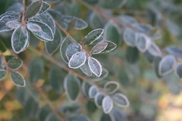 Hojas Comunes Cubiertas Por Heladas Temporada Invierno Ligustrum Vulgare Árbol — Foto de Stock